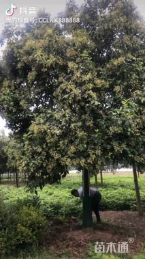 14公分大叶女贞