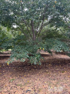 25公分染井吉野樱