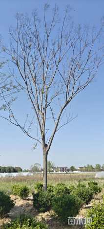 18公分黄山栾树