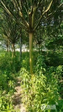 13公分垂丝海棠