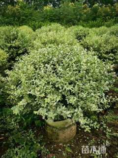 冠幅60厘米银姬小蜡球