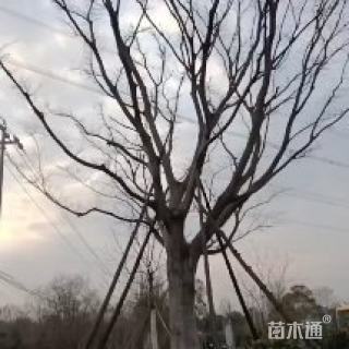 20公分朴树