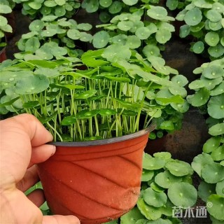 高度25厘米香菇草