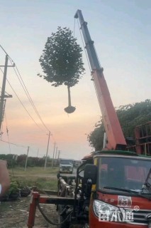 18公分二乔玉兰