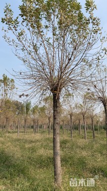 20公分金叶白蜡