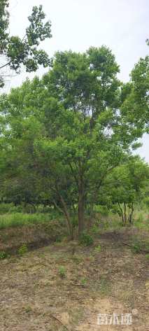 50公分(5杆)丛生乌桕