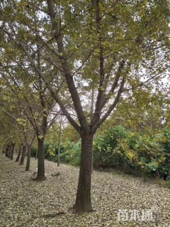 15公分嫁接银杏