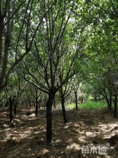 15公分暴马丁香