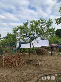 18公分红果冬青