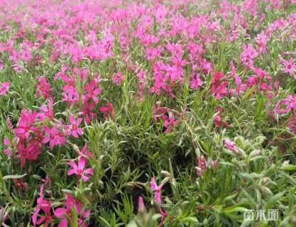 高度20厘米福禄考