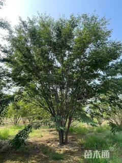 50公分丛生榉树