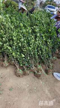 冠幅20厘米大叶黄杨球