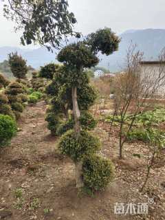 10公分造型赤楠