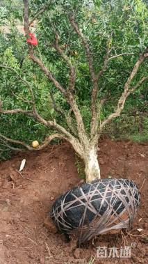 高度400厘米果石榴