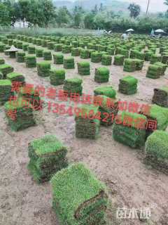 草卷状马尼拉草