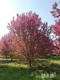 20公分绚丽海棠