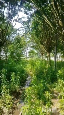 15公分四川红紫薇