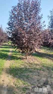 高度500厘米丛生紫叶李