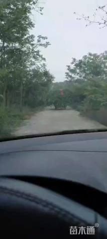 高度60厘米连翘