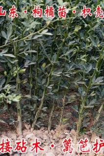 高度80厘米枸橘小苗