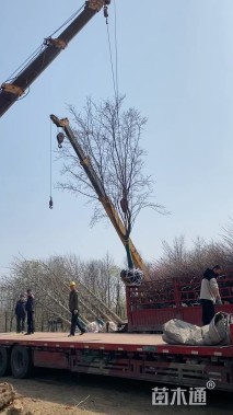 19公分美国红枫