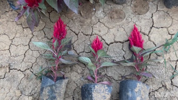 高度10厘米鸡冠花