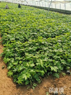 高度20厘米八角金盘