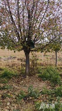 18公分垂丝海棠