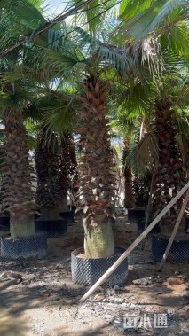 裸干高350厘米华盛顿棕榈