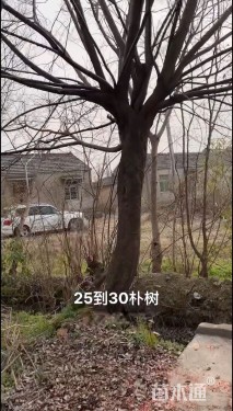 50公分朴树