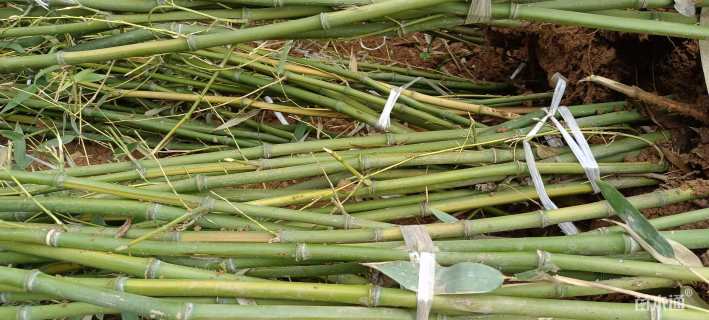 地栽苗黄槽毛竹