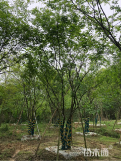 45公分丛生朴树