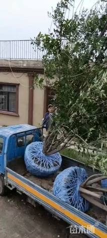 高度7500厘米丛生白蜡