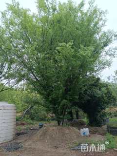 70公分(6杆)丛生榔榆