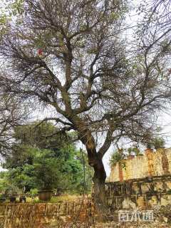 38公分鸡冠刺桐