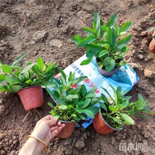 高度25厘米柳叶马鞭草