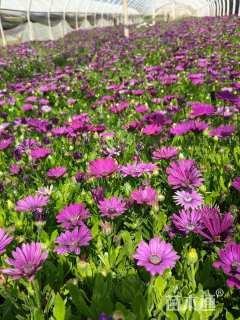 高度20厘米南非万寿菊