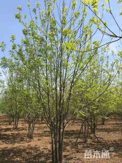 高度1000厘米丛生白蜡