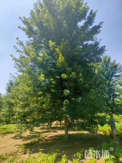 15公分美国红枫