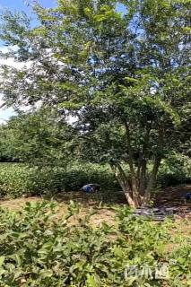 高度500厘米(4杆)丛生白桦