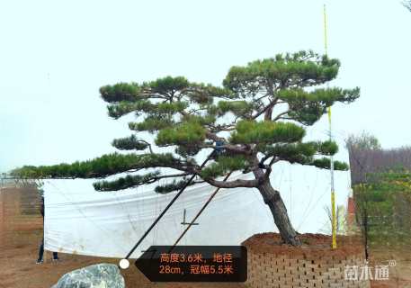 28公分造型油松