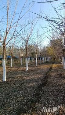 18公分金叶糖槭