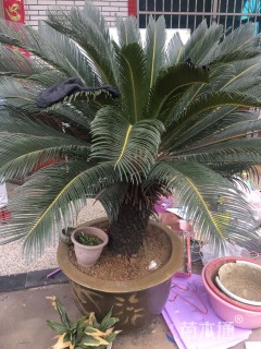 裸干高100厘米铁树