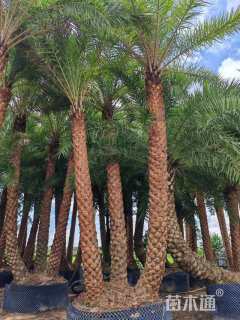 裸干高350厘米海枣