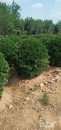 冠幅200厘米冬青球