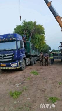 冠幅120厘米金叶榆球