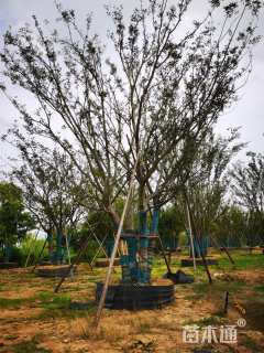 110公分(5杆)丛生朴树