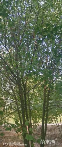 高度500厘米丛生三角枫