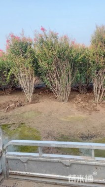 高度300厘米丛生紫薇