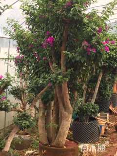 高度1500厘米三角梅